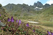 27 Soldanella della silice (Soldanella pusilla) al Laghetto di Ponteranica superiore